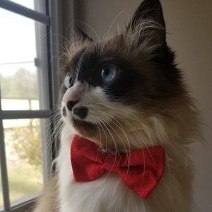 Meet your Posher, Abril